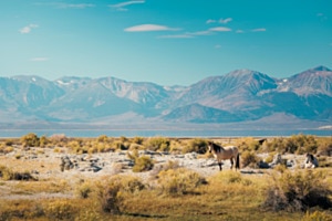 Wild Horses