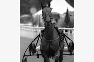Horses 