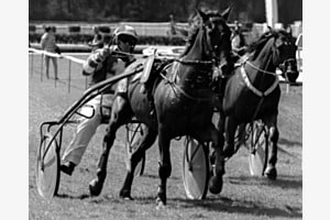 Horses 