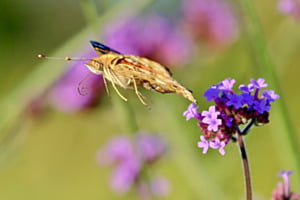 Im Flug