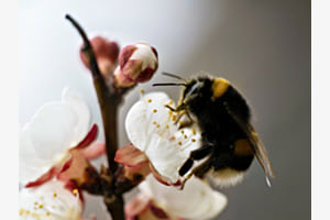 Hummel