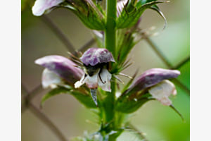 Hummel in Schale