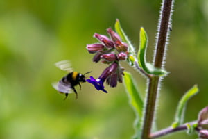 Hummel auf Nahrungssuche