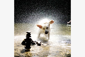 Shake it off