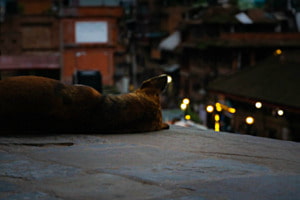 Strassenhund Tempelwache Nepal