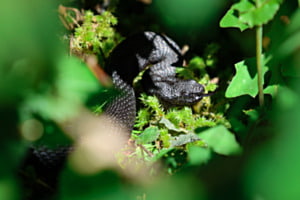 Aspisviper in der Vegetation