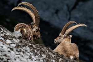 Berggespräche