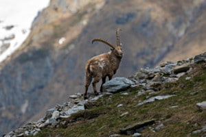 Die Bergwanderung