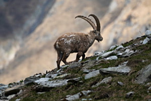 Capra Ibex 