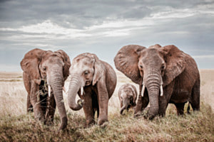 Afrika Afrika