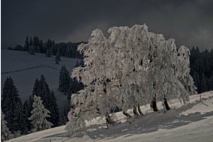 Ice trees Creu du Van