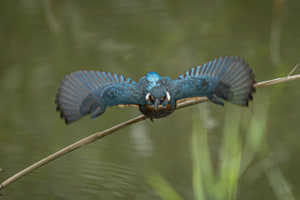 Jagdfieber