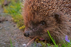 Igel Igel