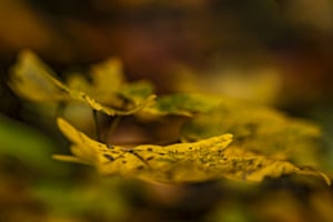 Im Herbstlicht