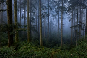 im Holz