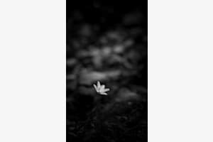 im Licht im Licht