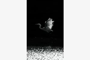 Tanz aus Licht und Schatten Tanz aus Licht und Schatten