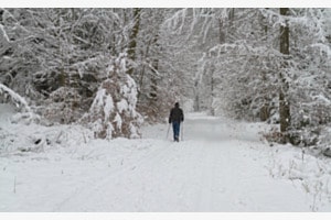 Spatzirgang im kalten Wald