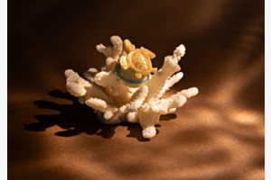 Praline