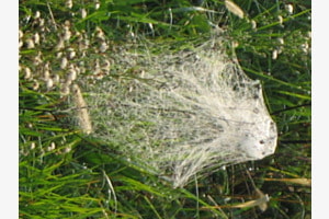 Spinnweben-Fee Spinnweben-Fee