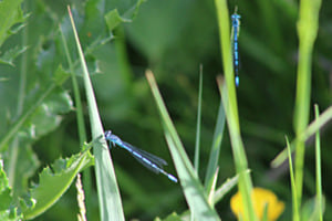 Libelle Tarasp