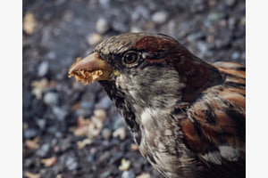 Nestvorbereitung