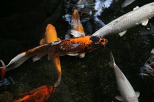 Koi