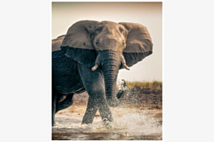 Elephant Crossing Chobe River Elephant Crossing Chobe River
