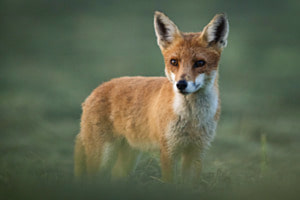Der Heimische Rotfuchs 