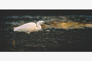 White Egret White Egret