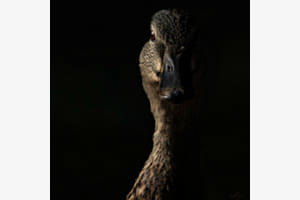 Portrait von Frau Ente Portrait von Frau Ente