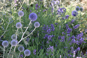 Mediterrane Lila Laune