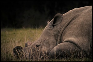 Resting Giant Resting Giant