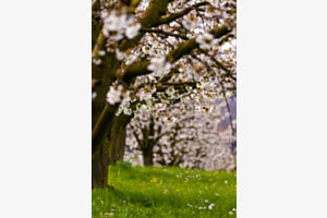 Kirschblüte 