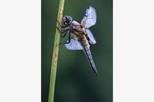Vierfleck Libelle