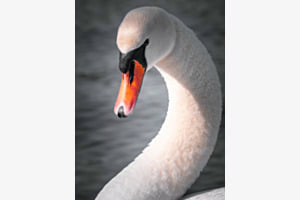 Schwan so weiss wie Schnee
