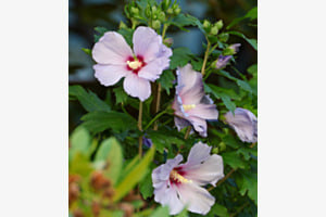 Hibiskus
