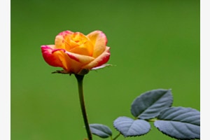 Blühende Rose