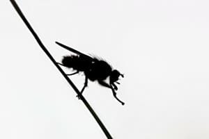 Fliege bei der Körperreinigung Fliege bei der Körperreinigung