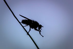 Fliege mit Verdauungstropfen