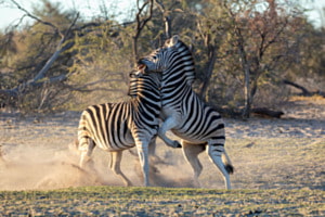 Zebras in Makgadikgadi