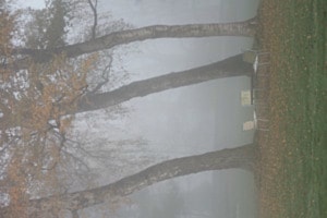 Frühmorgens im Rosengarten