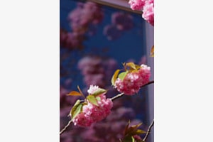 Kirschblüten vor dem Fenster
