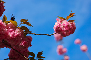 Kirschblüten