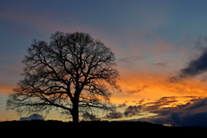 Baum im Sonnenuntergang