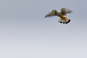 Raubvogel