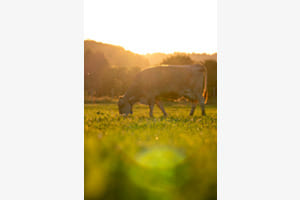 Ruhige Sommerabende 