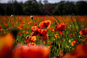 Im roten Meer aus Mohnblüten verliert man schnell das Zeitgefühl.