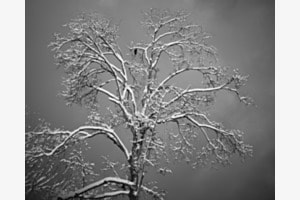 Krähe im Baum