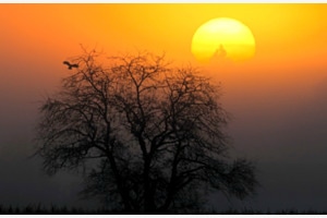 Nebel am Morgen